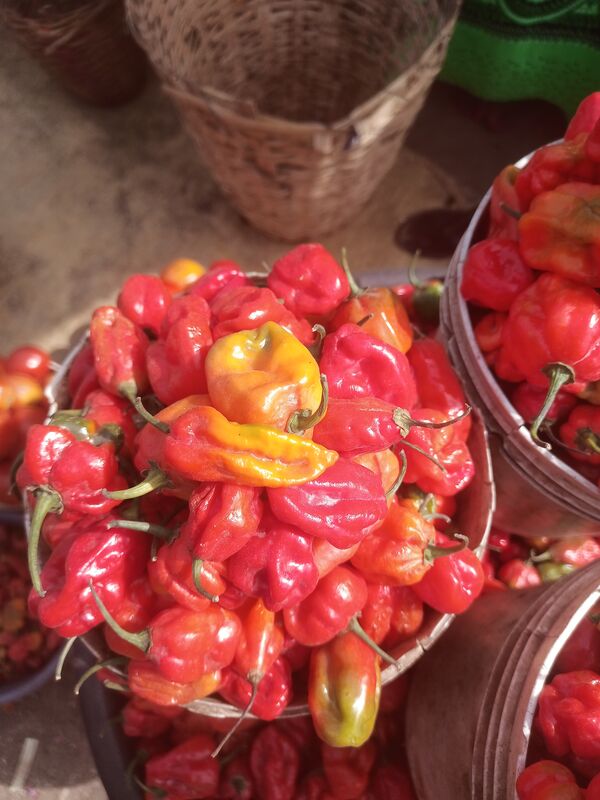 Red Habanero (Atarodo)