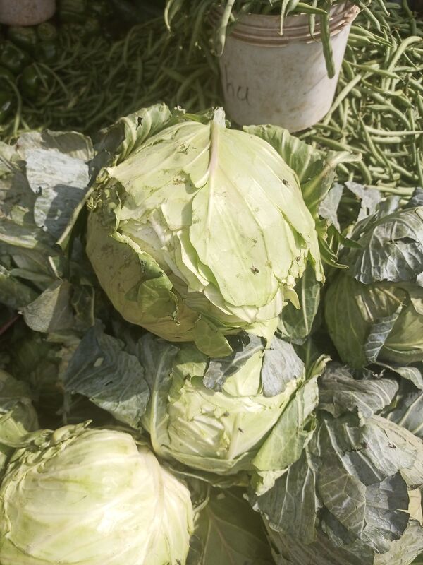 Fresh Green Cabbage