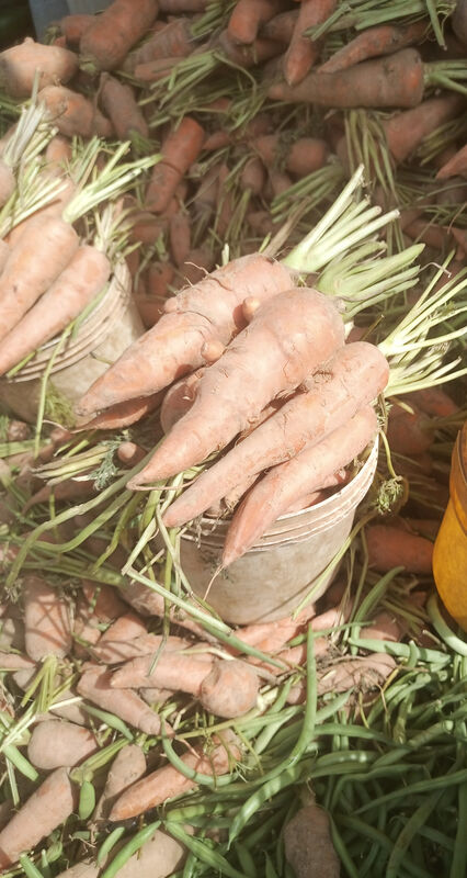Jos Carrots