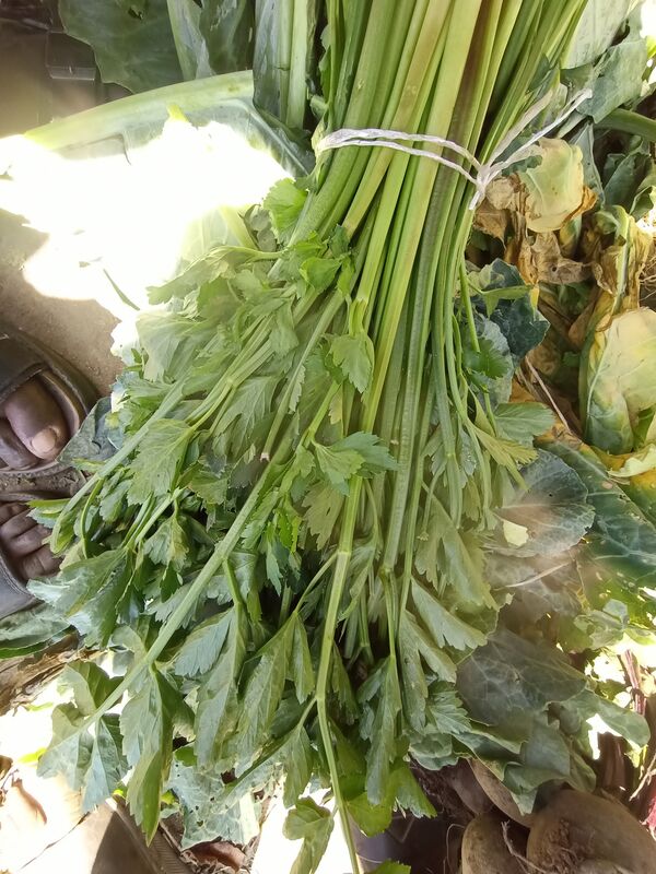 Crunchy fragrant celery