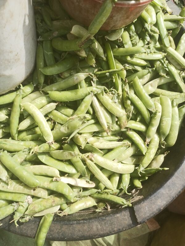 Fresh Green Peas