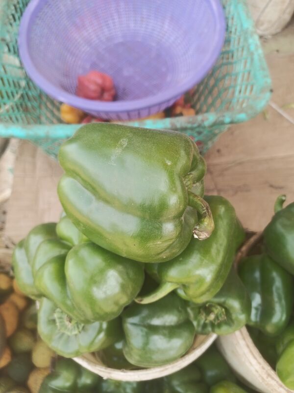 Green Bell Pepper