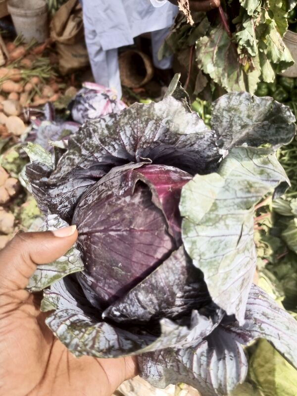 Purple Cabbage