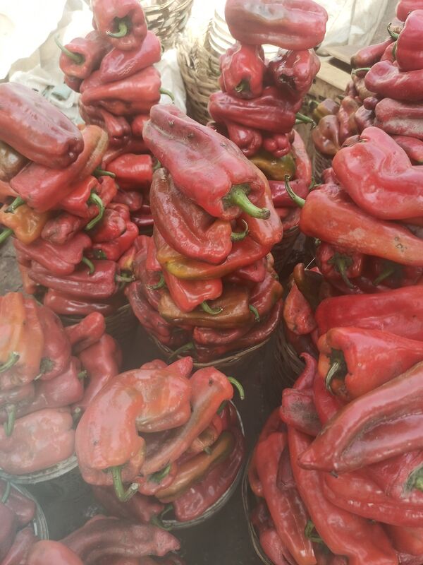 Shepherd Pepper (Tatashe)