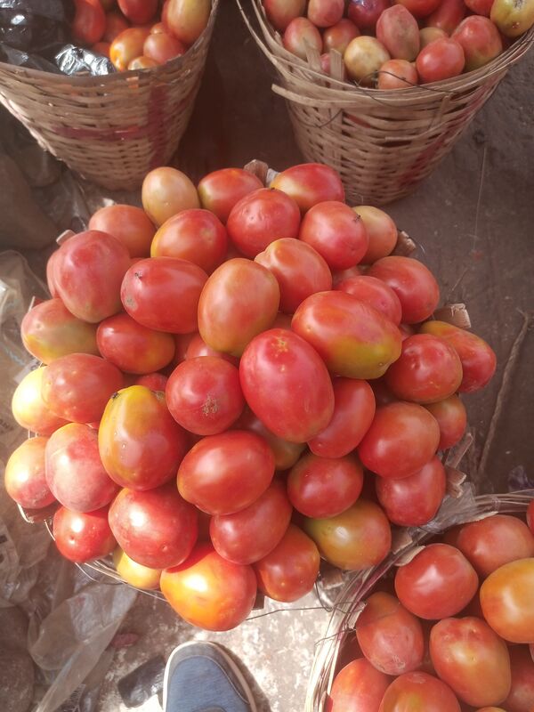 Jos UTC Tomatoes