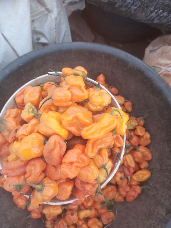 Yellow Habanero (Atarodo)